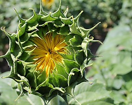 向日葵,芽,花