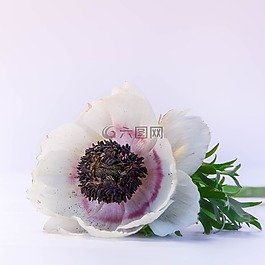 鮮花,花,白花