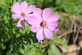 自然,花,植物區(qū)系