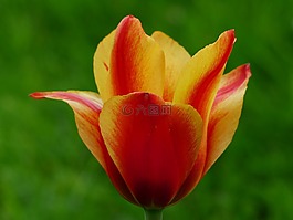 郁金香,紅色,黃色