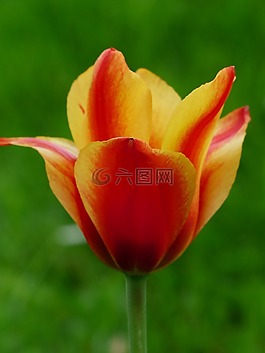 郁金香,紅色,黃色