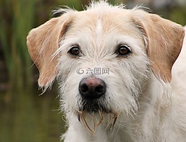 愛爾蘭獵狼犬混合比利,狗,肖像