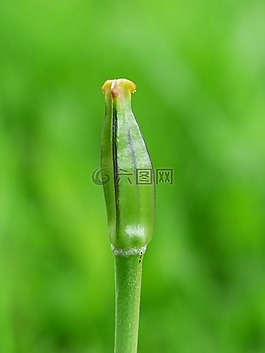 郁金香,褪色,水果