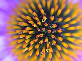 花,特寫,自然