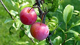 水果,梅花,食品