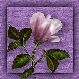 玉蘭,花,photoshop