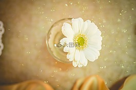 非洲菊,花,婚禮