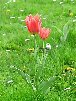 郁金香,紅色,tulpenbluete