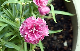 康乃馨,鲜花,粉红色