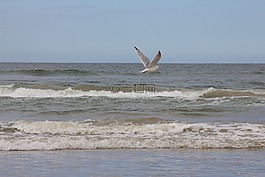 水,海,鳥