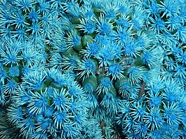 植物,仙人掌,藍(lán)色