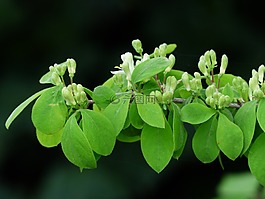 金銀花 xylosteum,金銀花,布什