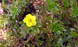 鵝絨委陵菜,植物,花