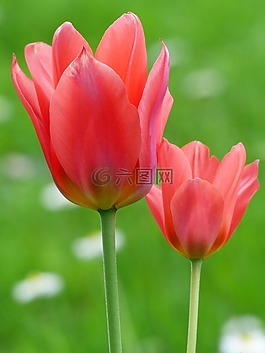 郁金香,紅色,tulpenbluete