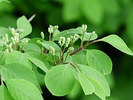 金銀花 xylosteum,金銀花,布什