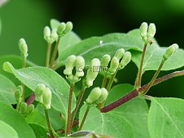 金銀花 xylosteum,金銀花,布什
