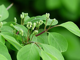 金銀花 xylosteum,金銀花,布什