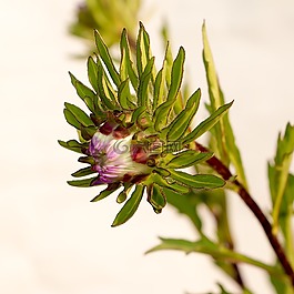 翠菊,鲜花,冬花