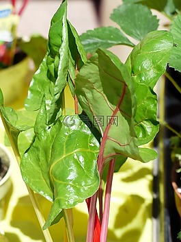 甜菜,蔬菜,蔬菜工厂