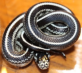 鏈瞎扯,lampropeltis getula,小毒蛇