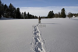 冬天,雪兔,汝拉