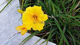 自然,花,植物區(qū)系