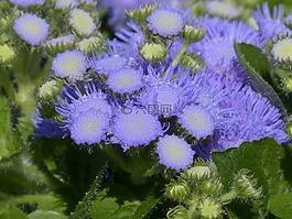 胜 houstonianum,blueme,开花
