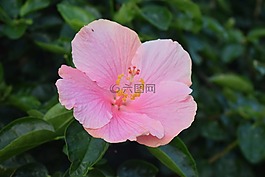 花,粉紅色,美麗
