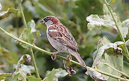 斯珀林,麻雀,passeridae