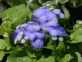 胜 houstonianum,blueme,开花