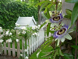 花卉,性質(zhì),關(guān)閉