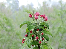 蘋果花,春,蘋果