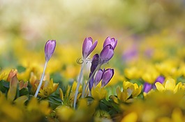 藏紅花,winterling,紫