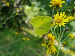 citronfjäril,蝴蝶,黄色