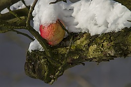 蘋果,冬天,雪