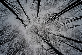 樹,天空,自然