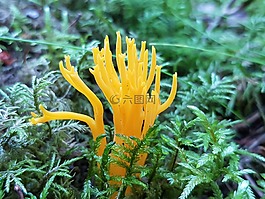 fingersvamp,蘑菇,moss
