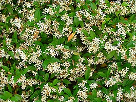 茉莉花,花卉,性質(zhì)