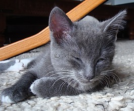 灰色,小猫,猫