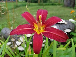 莉莉,花卉,花園