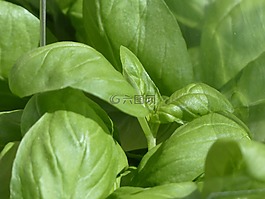 罗勒,厨房草本,王草
