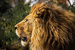 獅子,鬃毛,動物園
