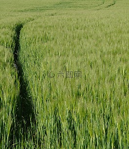 貓,隱藏,原野