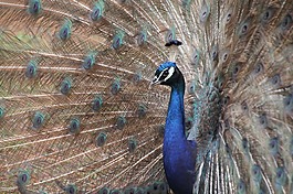 自然,動(dòng)物園,孔雀