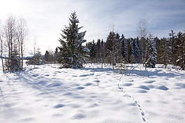 雪,冬天,樹(shù)木