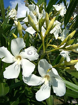 夾竹桃,白花,花