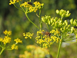 昆蟲,蜜蜂,廠