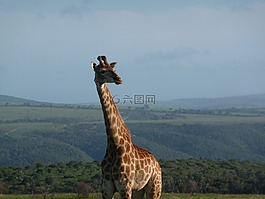 長頸鹿,非洲,野生動物園