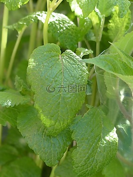 檸檬香脂,香脂,廚房草本