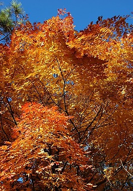 秋天,foilage,顏色